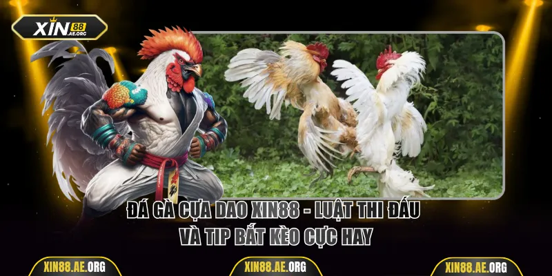 Đá gà cựa dao